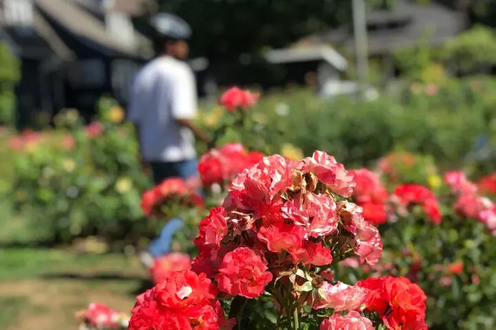 Bike Around Portland Oregon: Art, Culture, Bridges, Poetry