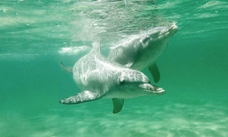 Image 4: Swim with Wild Dolphins Day Tour