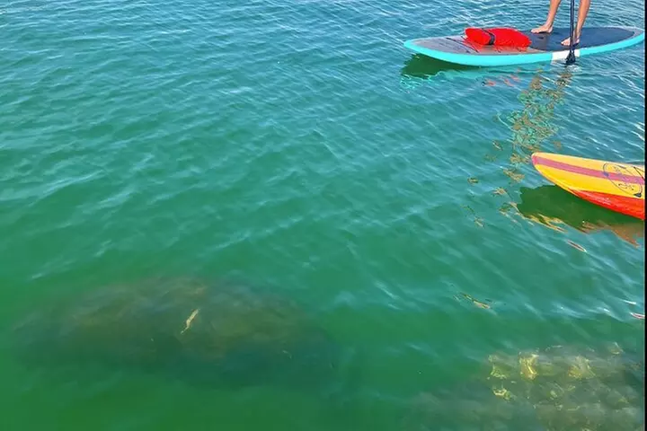 Dolphin and Manatee Tour of Marco Island by Kayak or SUP