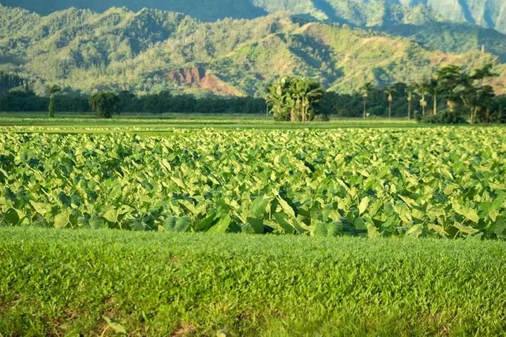 Walking Food Tour Exploring Hanalei