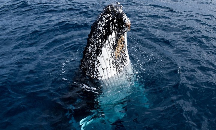 Image 6: Phillip Island Whale Watching Tour