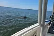 1 Hour Private Dolphin and Nature Tour - Second Medium