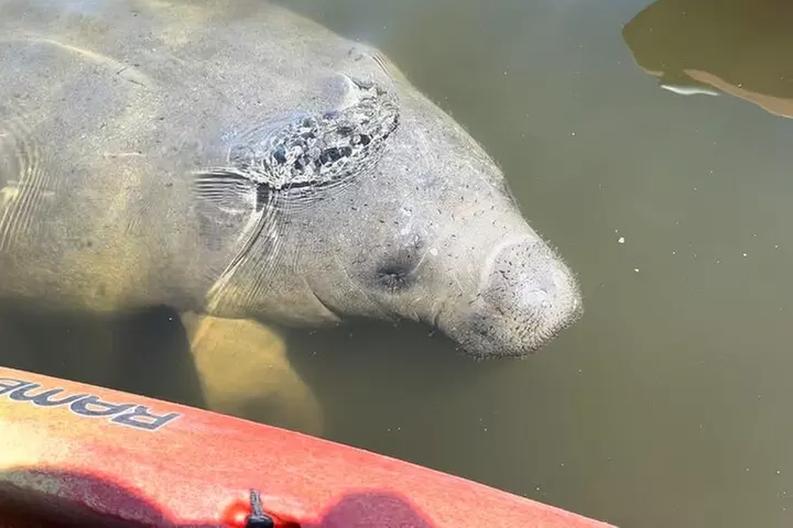 Manatee Discovery Anna Maria Island