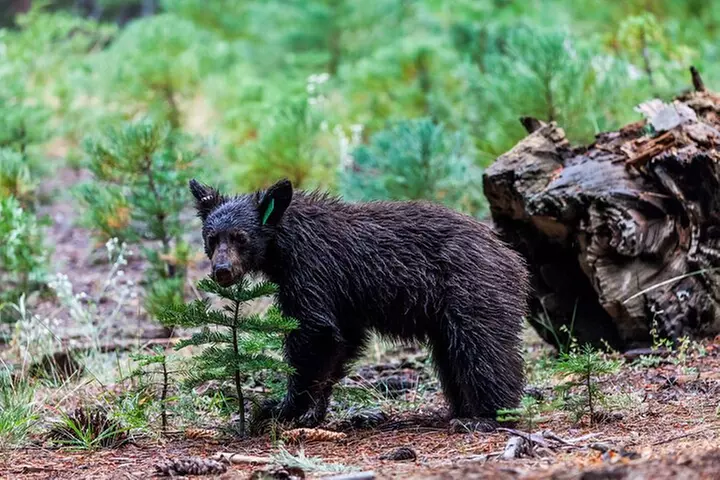 Shenandoah National Park Self-Guided Driving Audio Tour