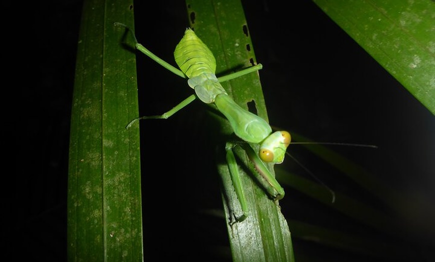 Image 10: Guided Night Walk in Cape Tribulation