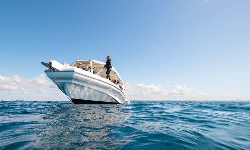 Image 7: Whale Watching and Swim with Whales Cruise from Mooloolaba