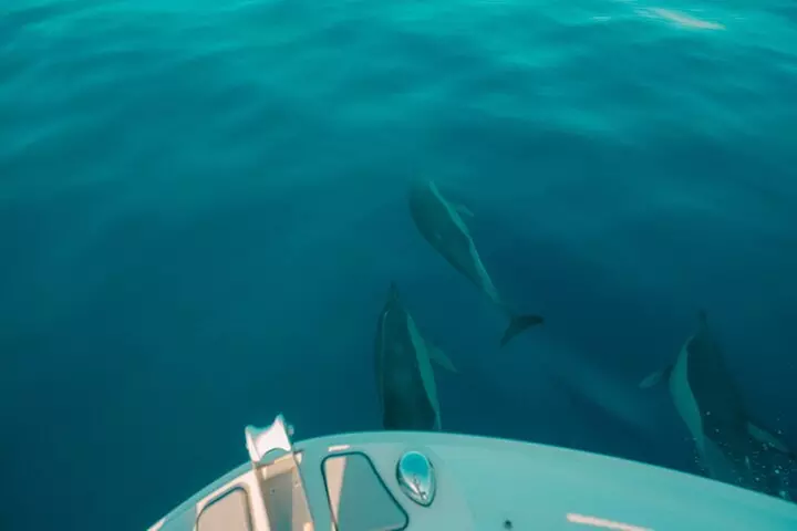 Alquiler por 4 Horas de Bayliner E16