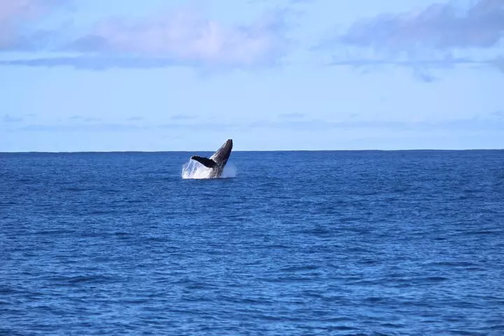 Waikiki Whale Watching Cruise with Snack & Hula Entertainment