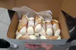 Boston North End Food Tour of 6+ Tastings, Cannoli, Lobster Roll - Second Medium