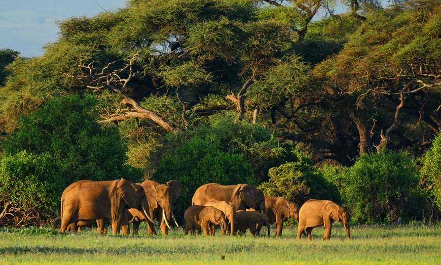 Image 4: ✈ KENYA | Mombasa - Private tour: Kenya's captivating landscapes, b...