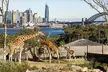 Taronga Zoo + Ferry Return Ticket - Image 2