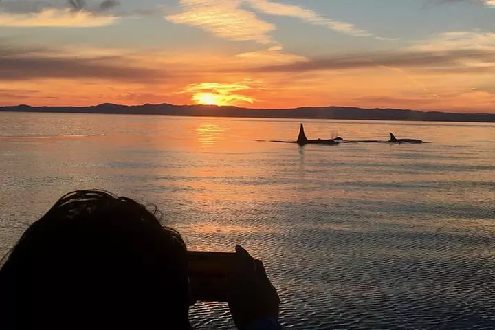 Victoria Sunset Whale-Watching Cruise - Primary Image