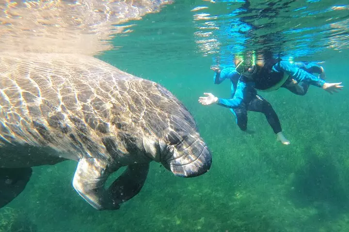 Swim With Manatees In Crystal River, Florida - Primary Image