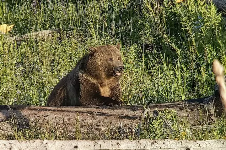 Yellowstone in a Day Private Guided Tour
