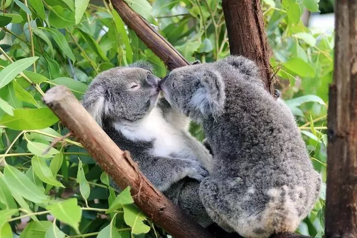 Classic Kuranda by Skyrail and Scenic Railway, Rainforestation & lu...