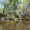 Image 2: Kayak Tour on the Canning River