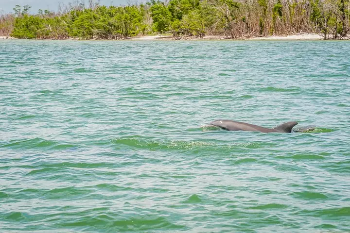Marco Island Wildlife Sightseeing and Shelling Tour