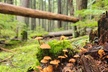 Nature Walk in Glacier National Park - Second Medium