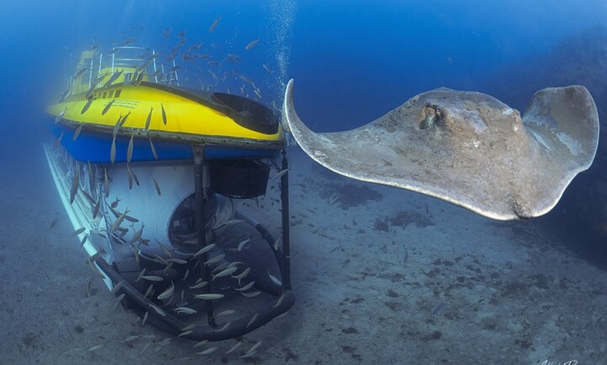 Image 12: Tour Submarino con Recogida en Hotel Tenerife Sur