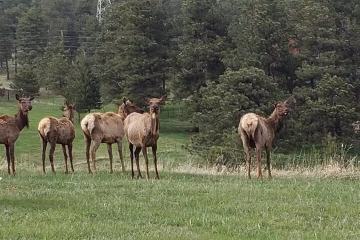 Small-Group Half-Day Tour Foothills of the Rockies from Denver