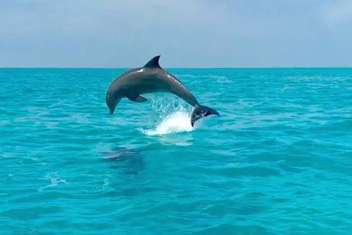 Key West Dolphin Watch and Snorkel Tour - Eco Adventure