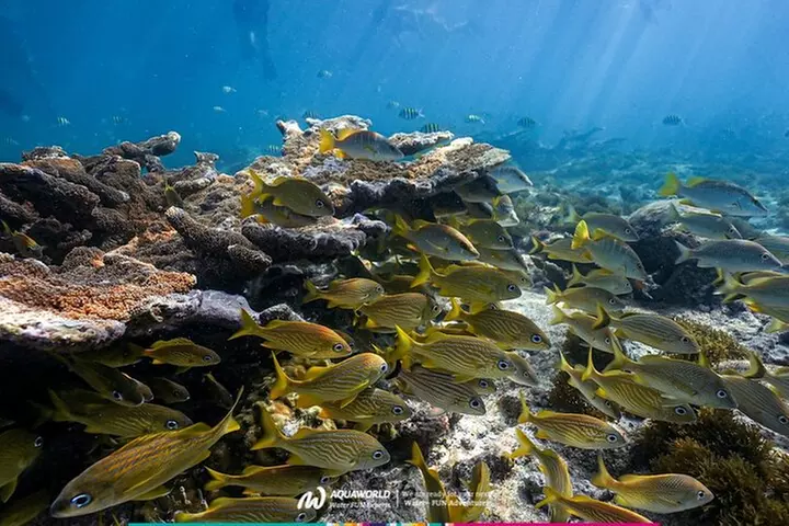 2-Hour Snorkeling Paradise Reef in Cancún Underwater Museum - Second Medium