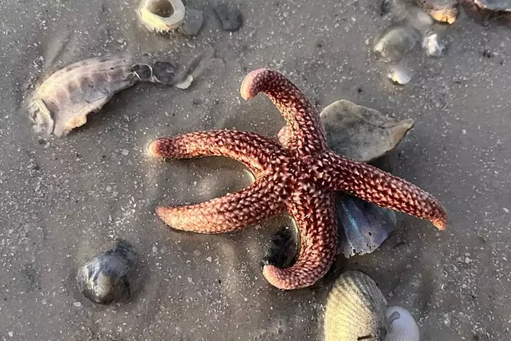 Marco Island Wildlife Sightseeing and Shelling Tour