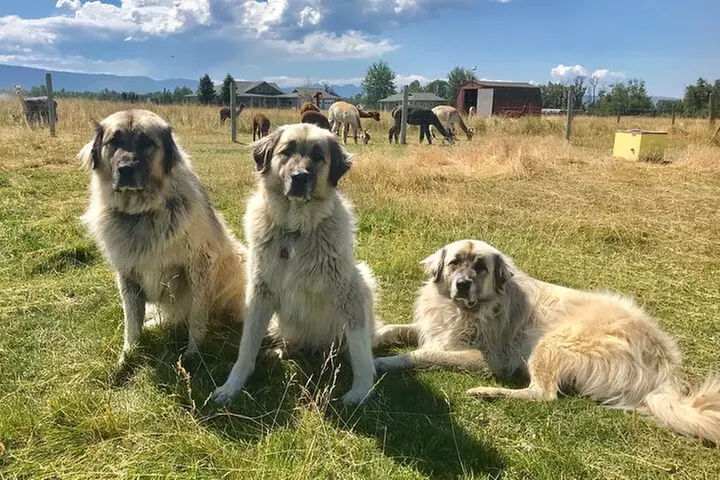 Alpaca and Llama Farm Tour