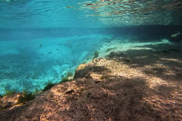 Crystal River: Semi-Private Manatee Swim Tour With Heated Boat