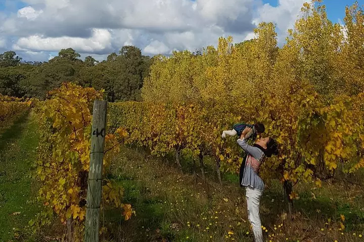 Secret Delights: Curated Wine, Coffee & Forest Experience