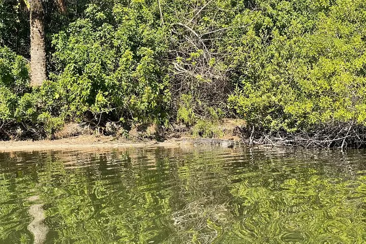 Wildlife Refuge Manatee, Dolphin & Mangrove Kayak or Paddleboarding...