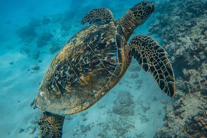 Moana's Waikīkī Grand Guided Turtle Snorkel & Sailing Adventure