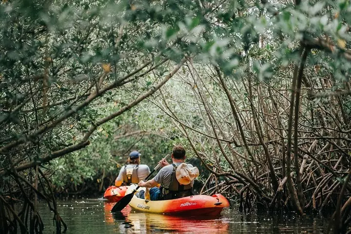 Thousand Island Mangrove Tunnel, Manatee & Dolphin Kayak Tour w/Coc...