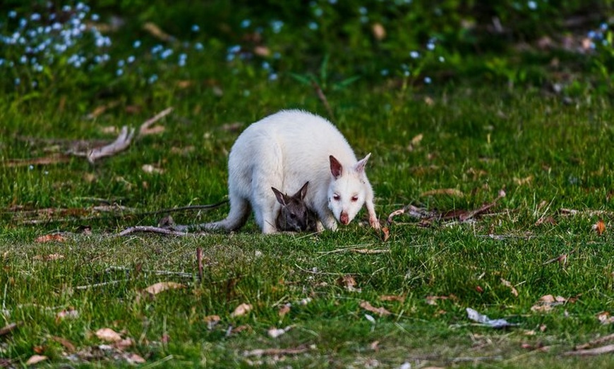 Image 6: Bruny Island Traveller - Gourmet Tasting and Sightseeing Day Trip f...