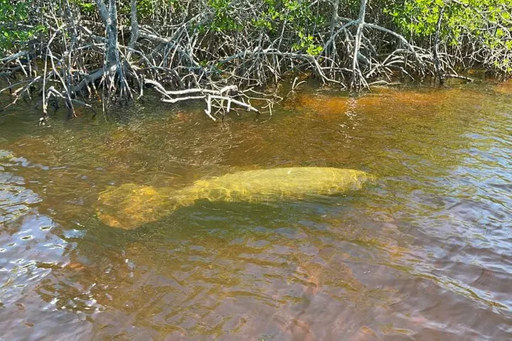 Manatee, Dolphin and 10,000 Islands Sunset Cruise!