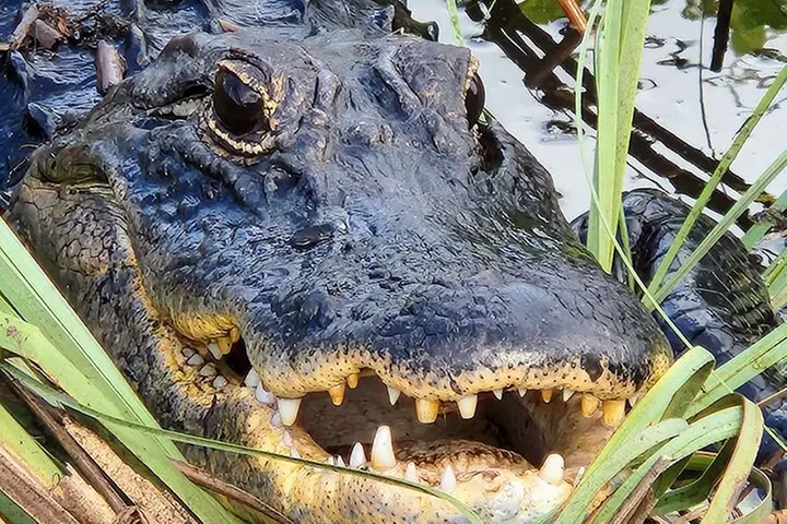 Everglades National Park Biologist Led Adventure: Cruise, Hike + Ai...