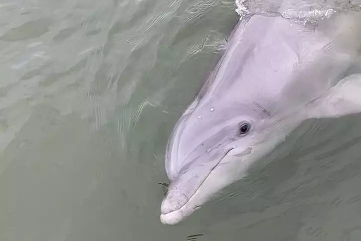 90-Minute Private Dolphin Tour in Hilton Head Island
