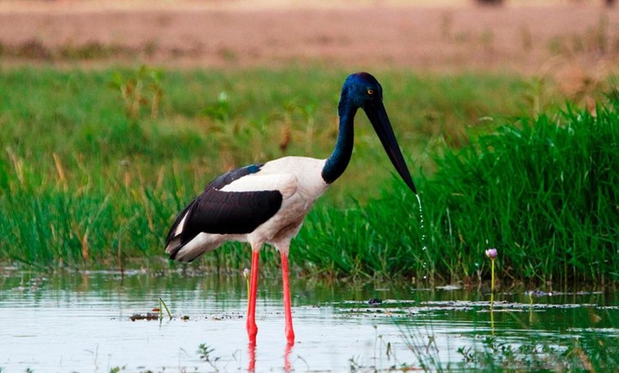 Image 2: Corroboree Billabong Wetland Cruises - 2 hour Sunset Cruise