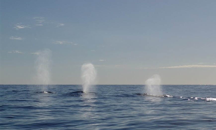 Image 5: Tour privado Tarifa para ver ballenas y delfines