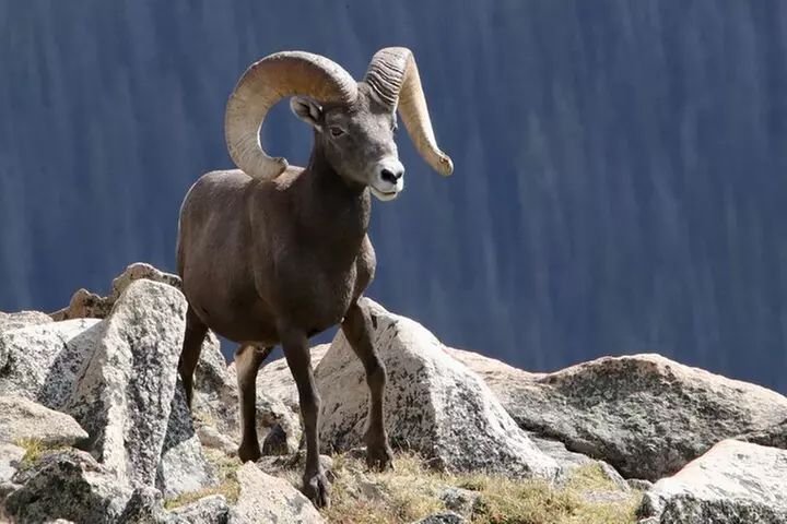 Half-Day Rocky Mountain National Park "Lake and Meadows Tour"