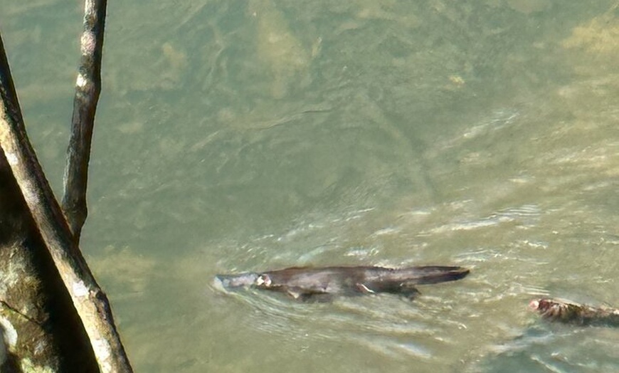 Image 8: Eungella Platypus Tour