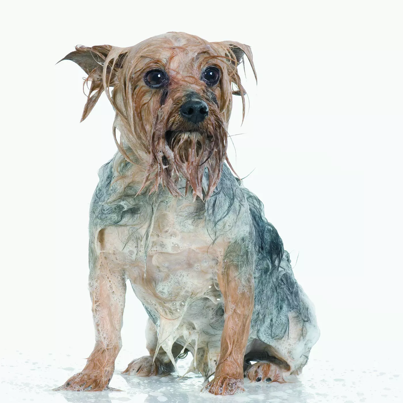 $12.50 For A Small Dog Bath (Reg. $25) - Primary Image