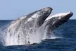 Whale Watching Terrigal - Image 5