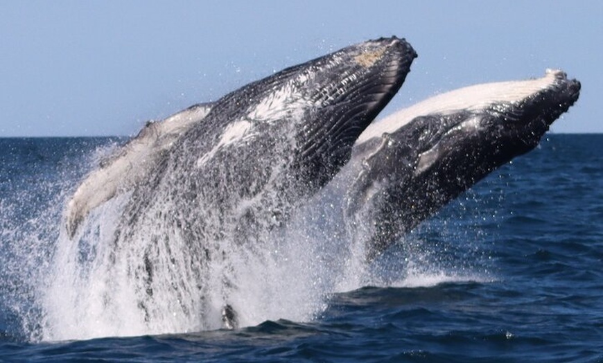 Image 5: Whale Watching Terrigal