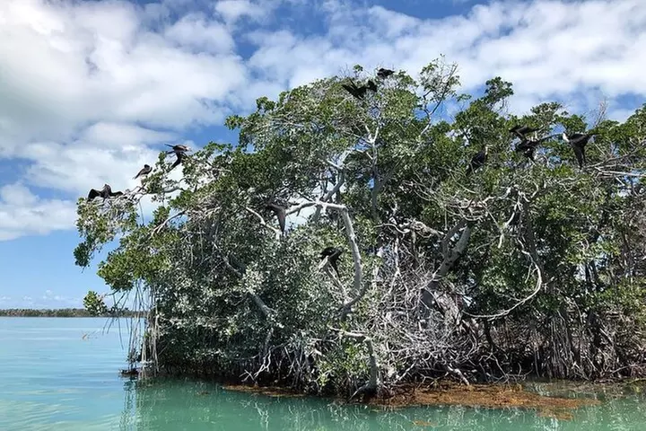 Private 2 hour Mangrove Ecotour