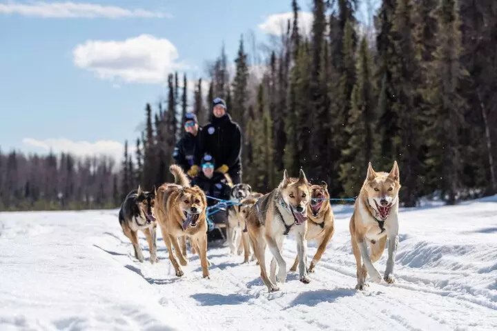 Dog Sledding Adventure in Willow, Alaska - Primary Image