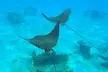 2 ½ - Hour Guided Snorkel Tour of Phil Foster park, Free Videos! - Second Medium