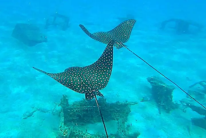 2 ½ - Hour Guided Snorkel Tour of Phil Foster park, Free Videos!