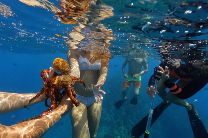 Lanai Deluxe Dolphin Adventure & 3 Snorkel Sites