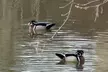 NYC Beginner Private Birdwatching Tour - Second Medium